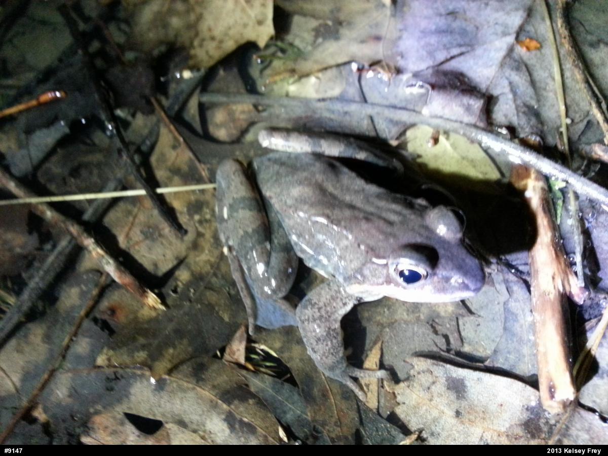 Wood Frog