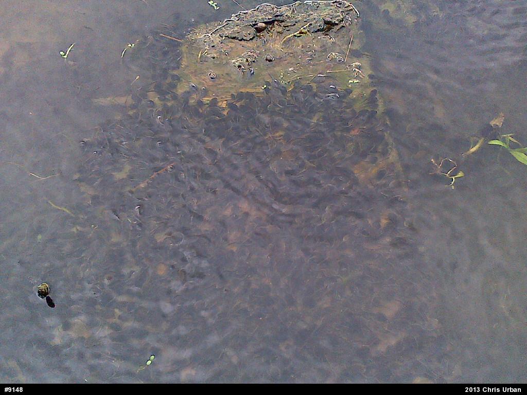 Eastern American Toad