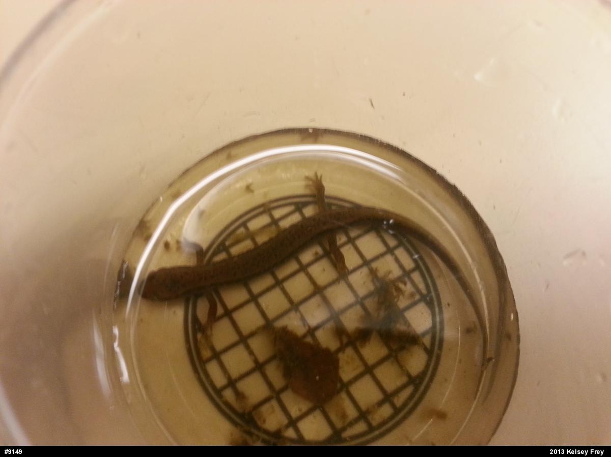 Northern Two-lined Salamander