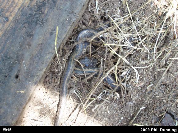 Eastern Gartersnake