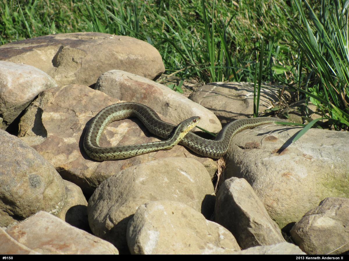 Eastern Gartersnake