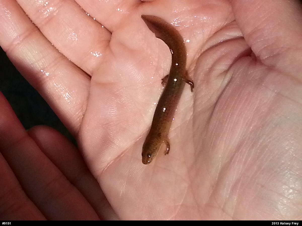 Northern Red Salamander