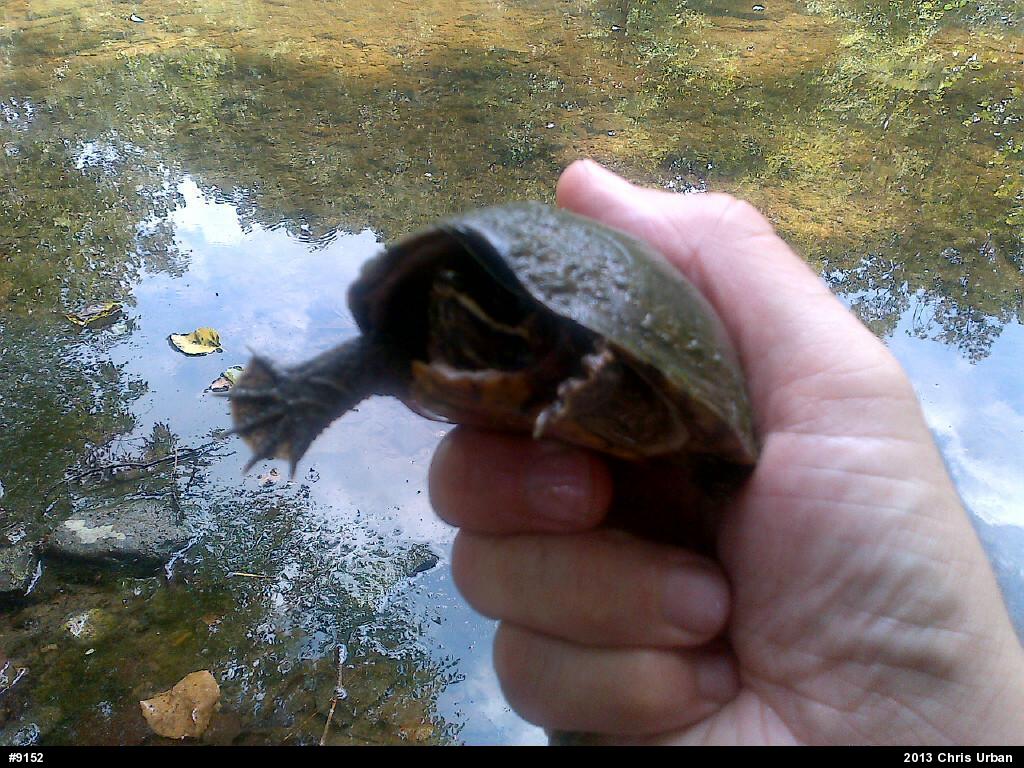 Eastern Musk Turtle