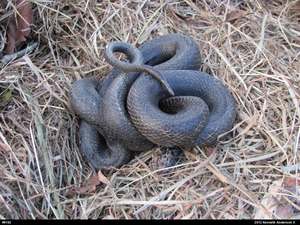 Eastern Ratsnake