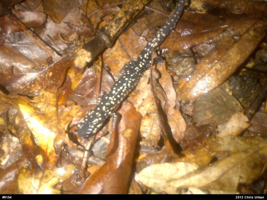 Northern Slimy Salamander