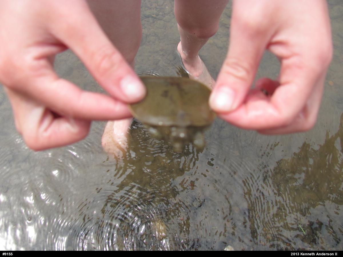 Eastern Spiny Softshell