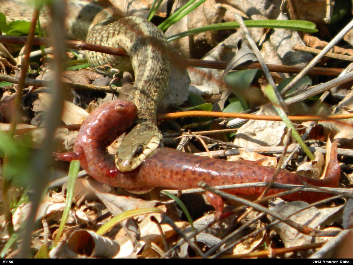 Northern Red Salamander