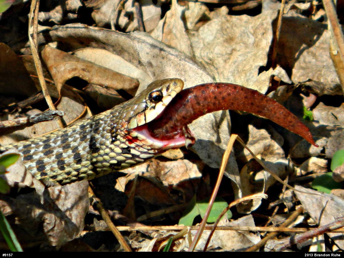 Eastern Gartersnake