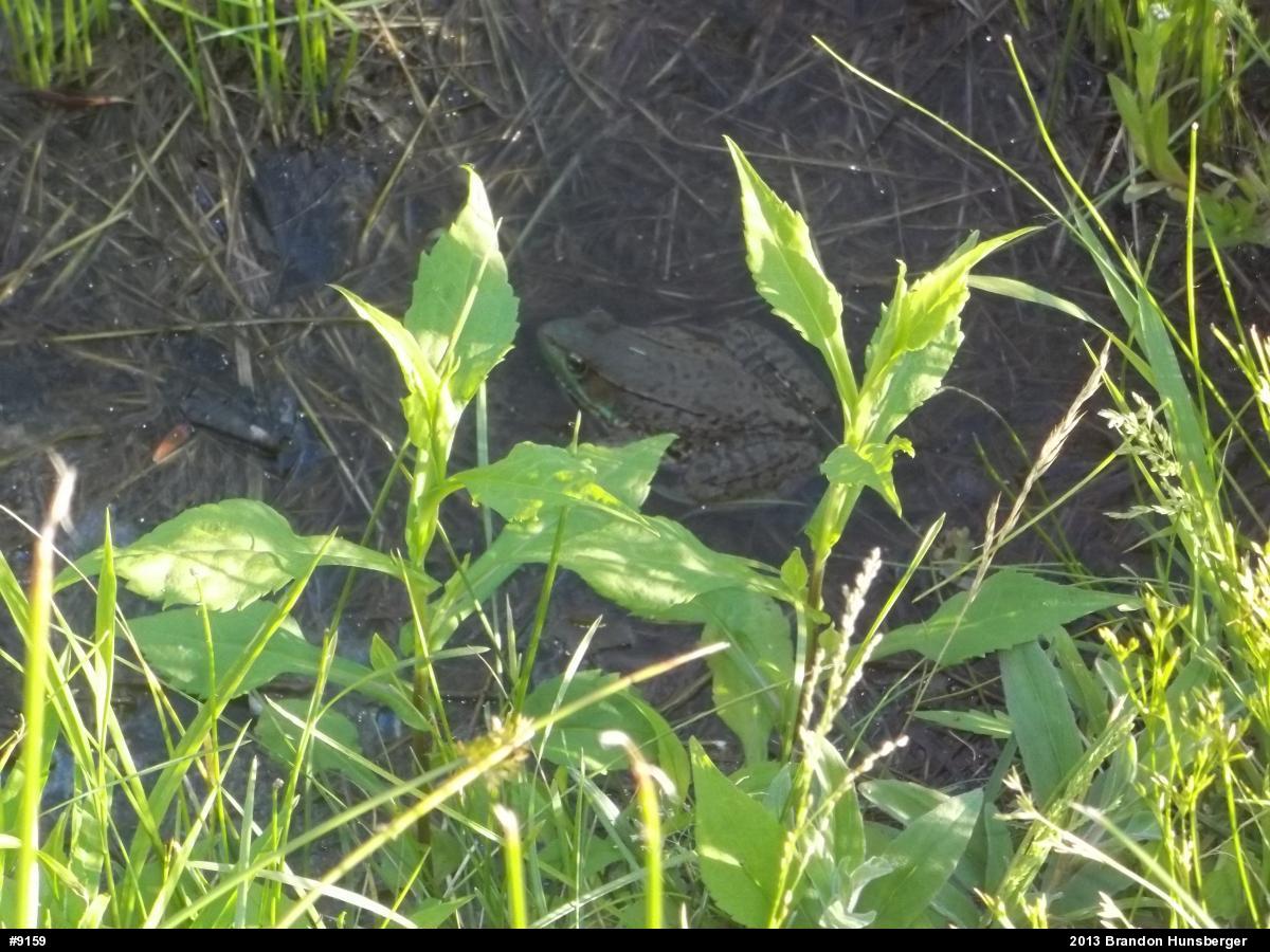 Green Frog