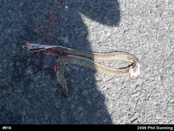 Eastern Gartersnake