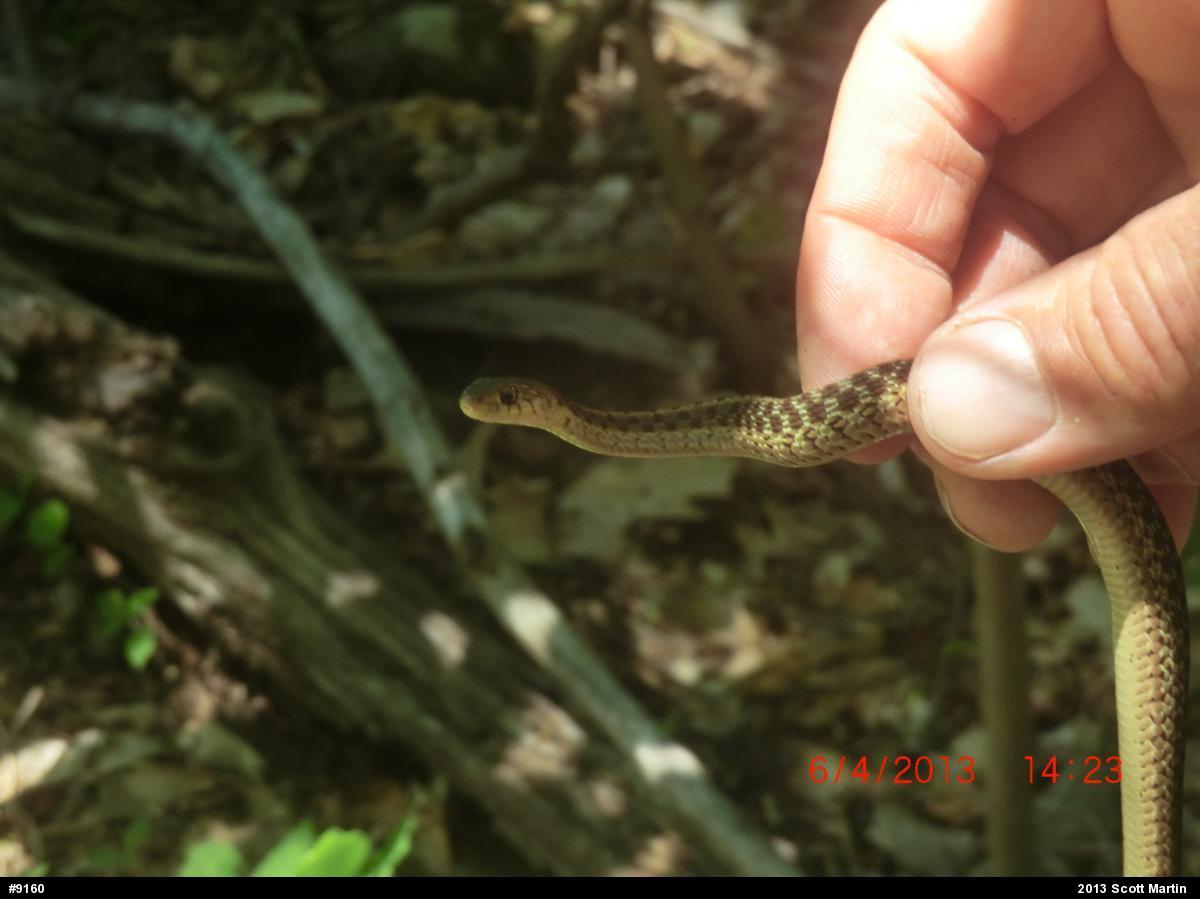Eastern Gartersnake