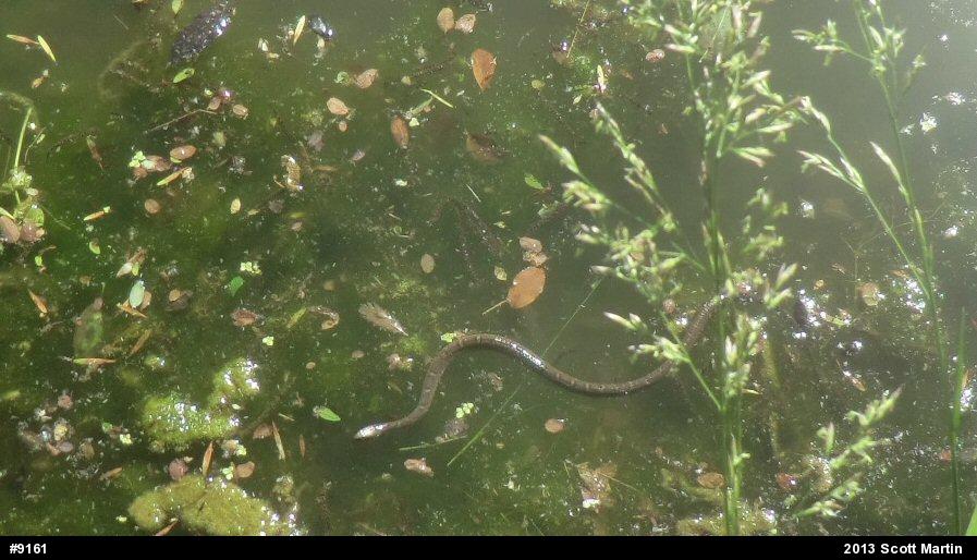 Northern Watersnake