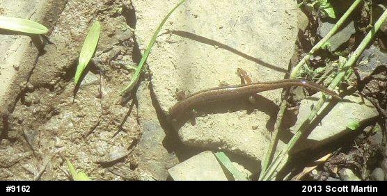 Northern Two-lined Salamander