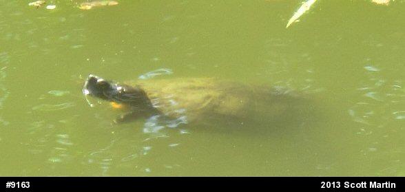 Red-eared Slider