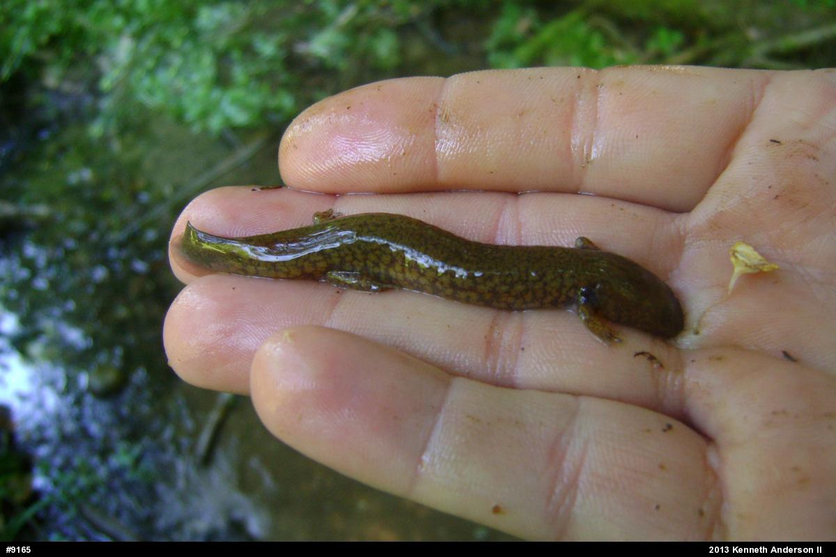 Northern Spring Salamander