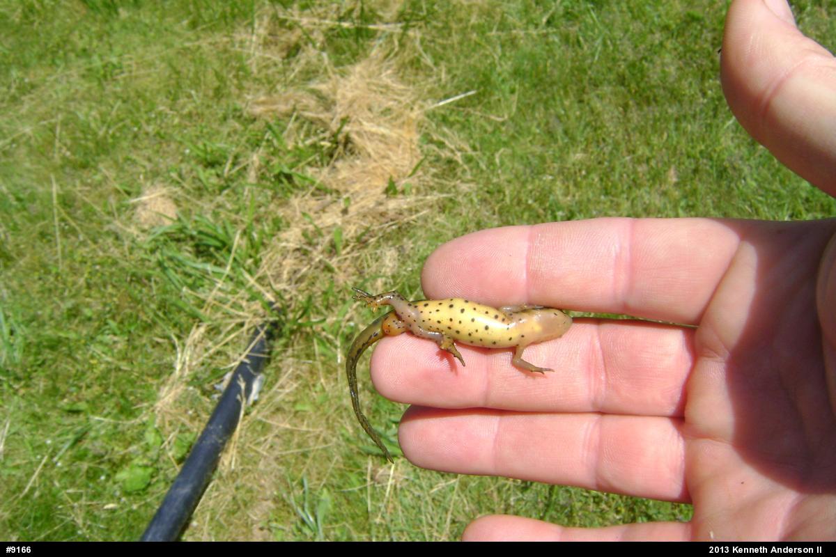 Red-spotted Newt