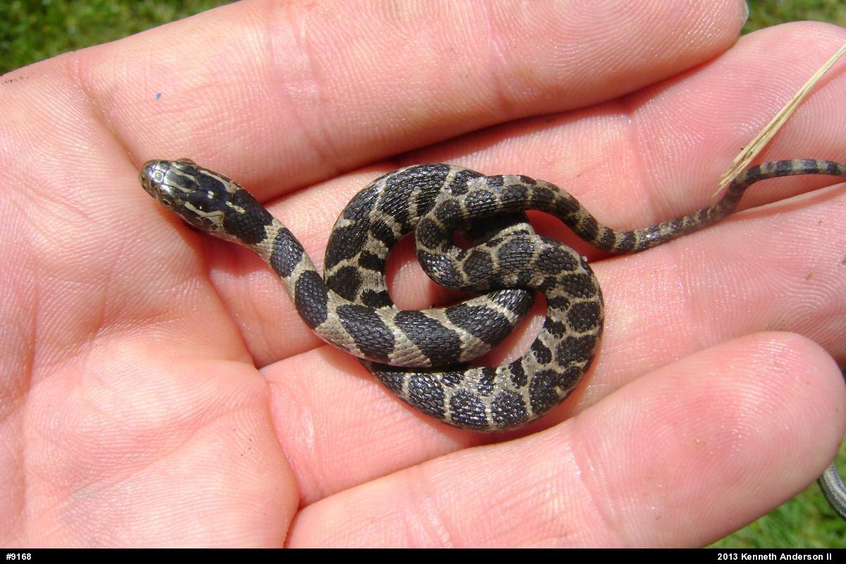 Northern Watersnake
