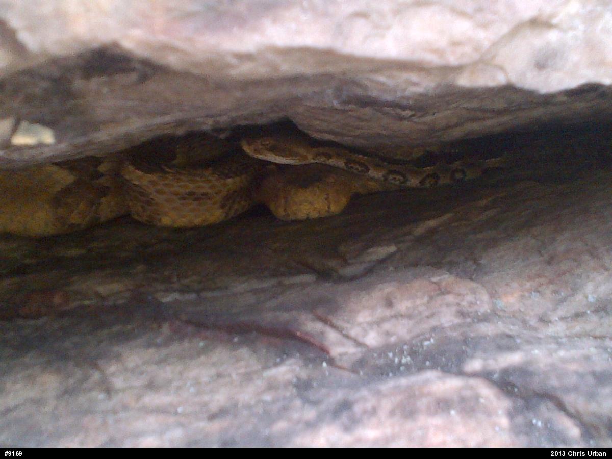 Timber Rattlesnake