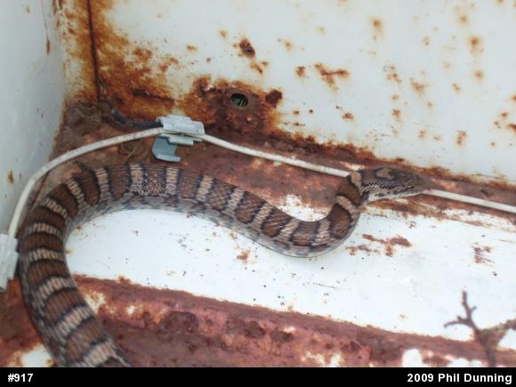 Eastern Milksnake