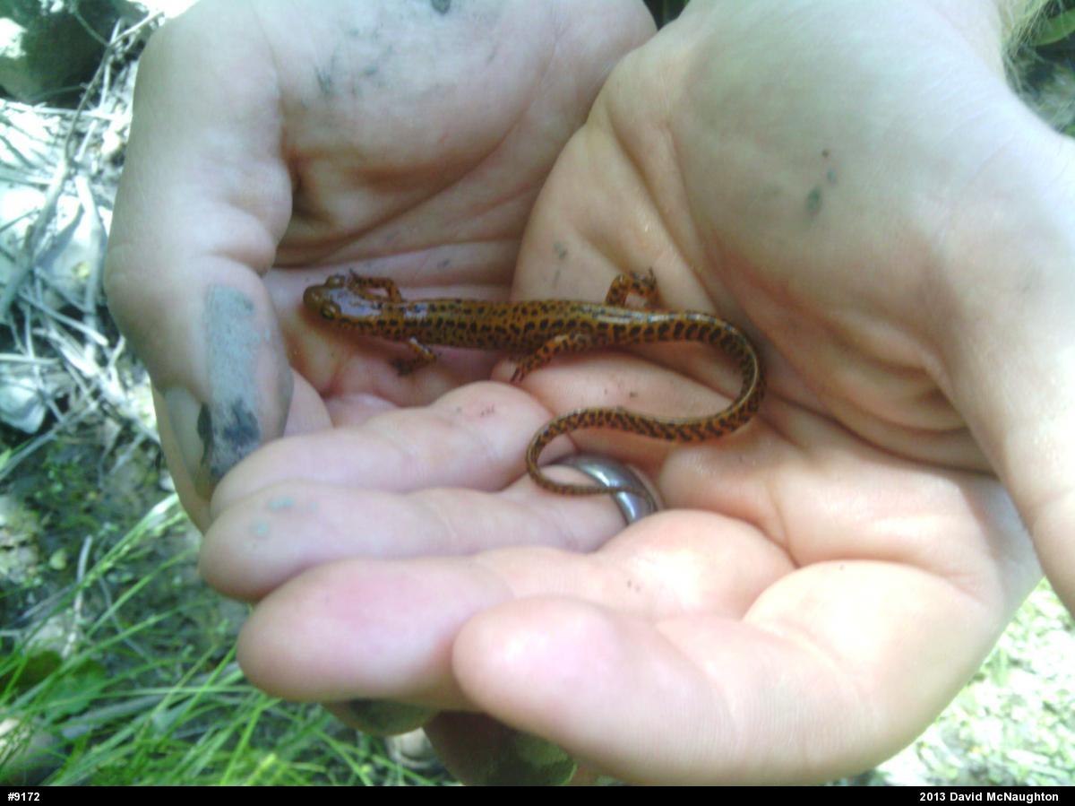 Eastern Long-tailed Salamander