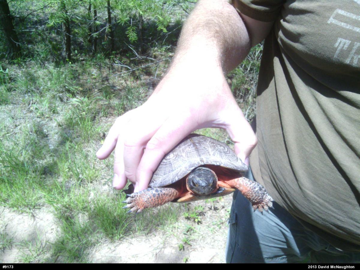 Wood Turtle