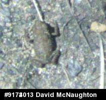 Eastern American Toad