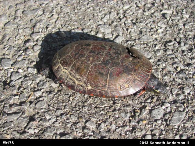 Midland Painted Turtle