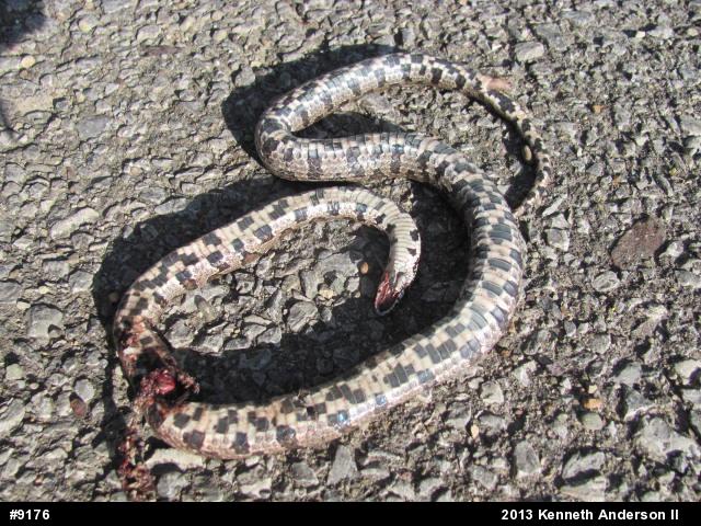 Eastern Milksnake
