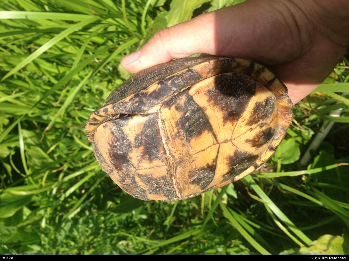 Eastern Box Turtle