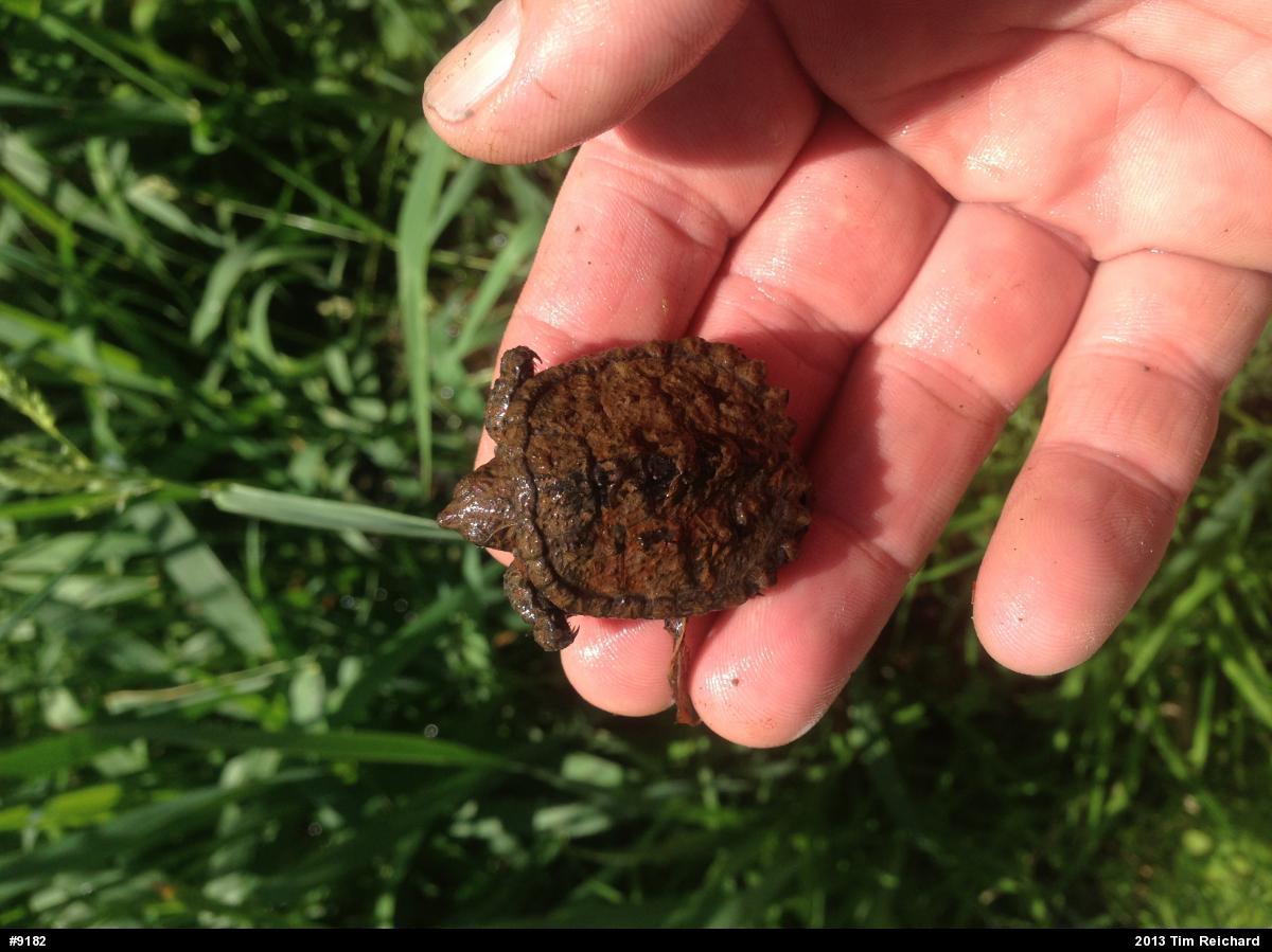 Snapping Turtle