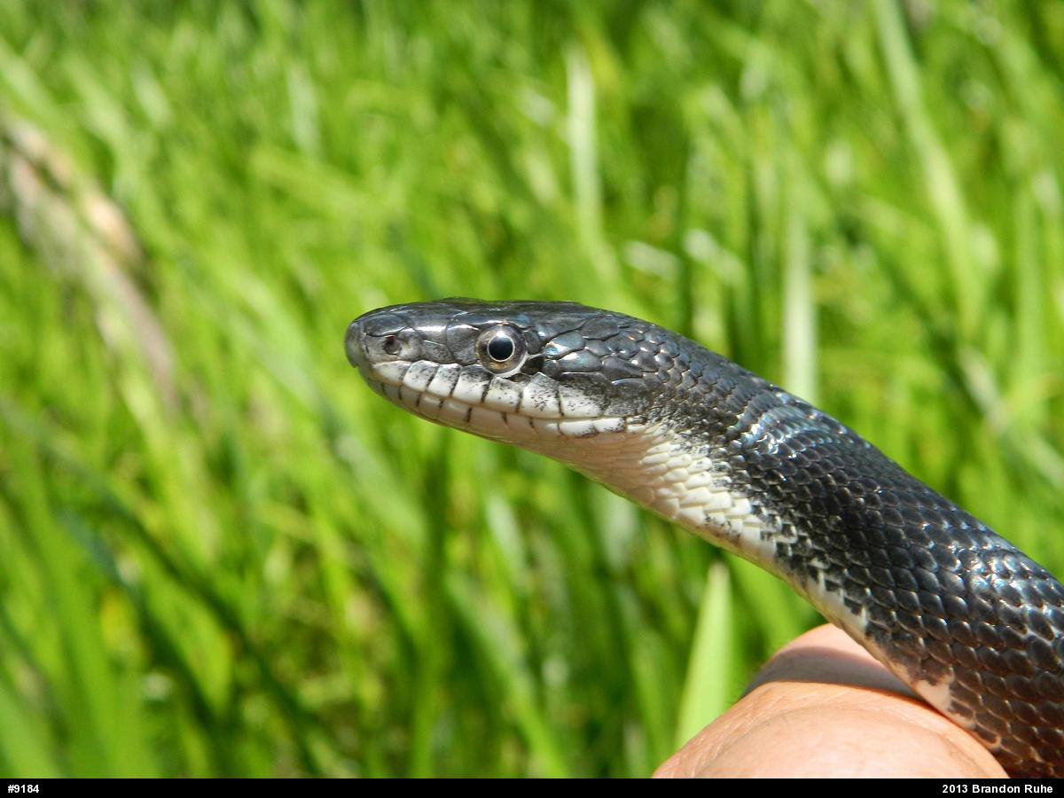 Eastern Ratsnake