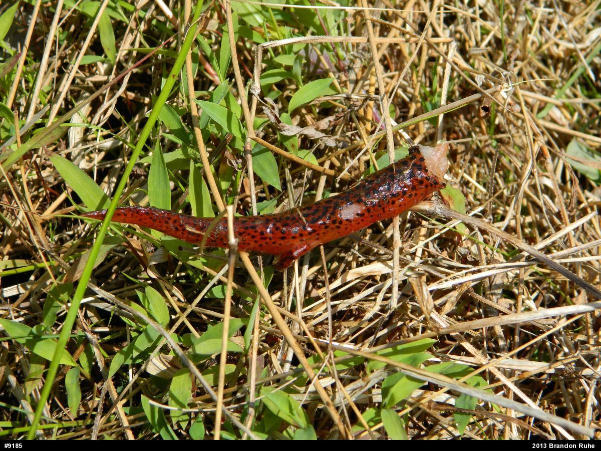 Northern Red Salamander