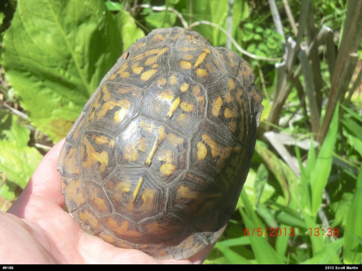 Eastern Box Turtle