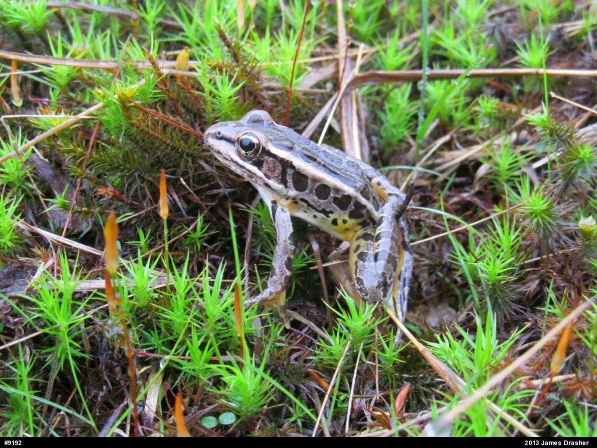 Pickerel Frog