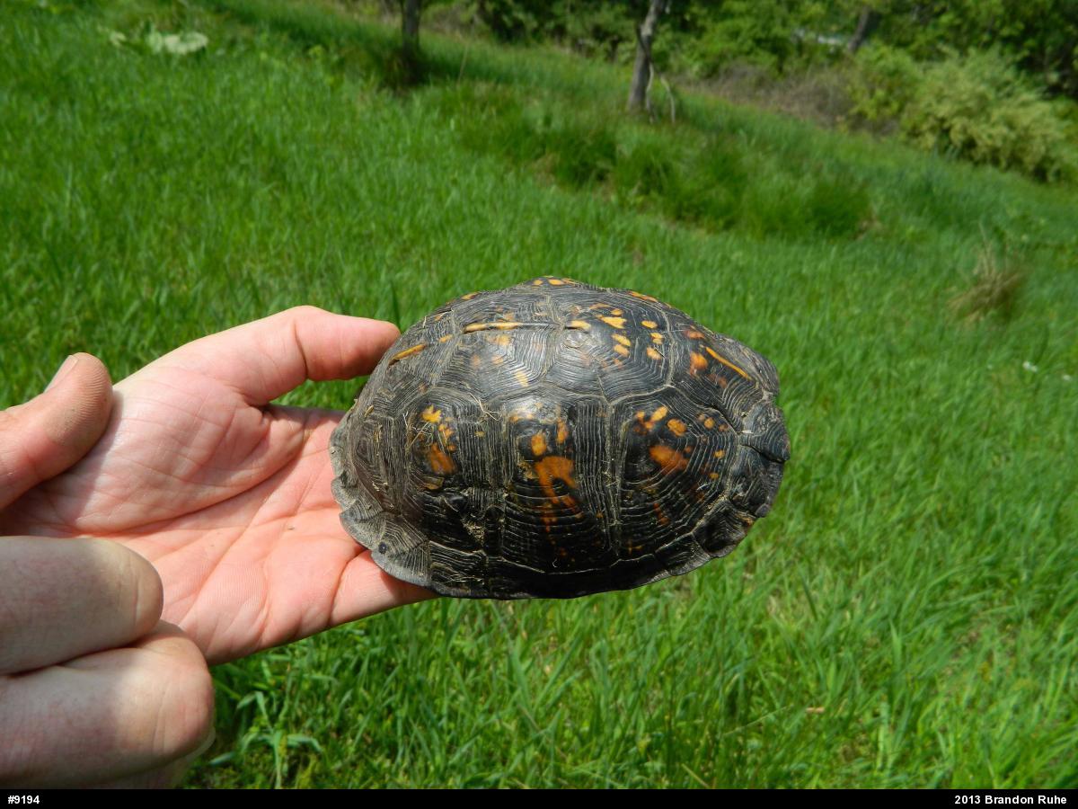 Eastern Box Turtle