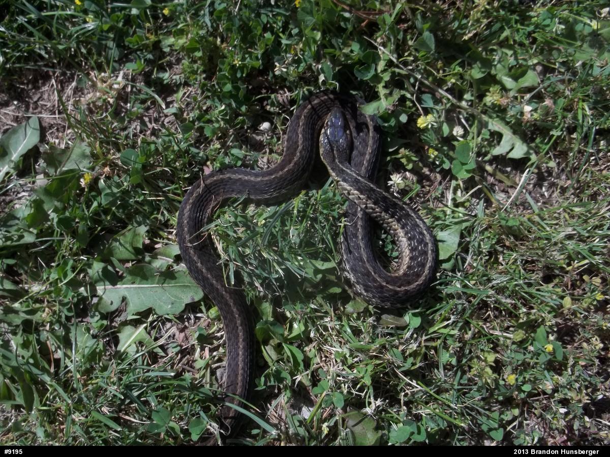 Eastern Gartersnake