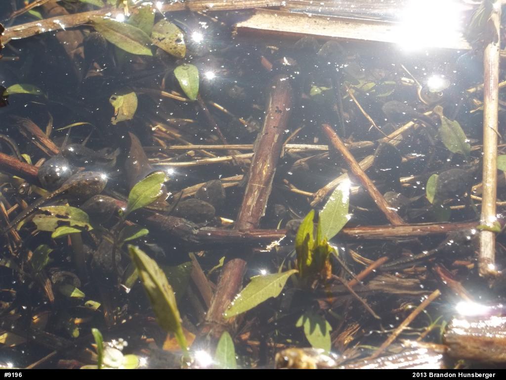 Eastern American Toad