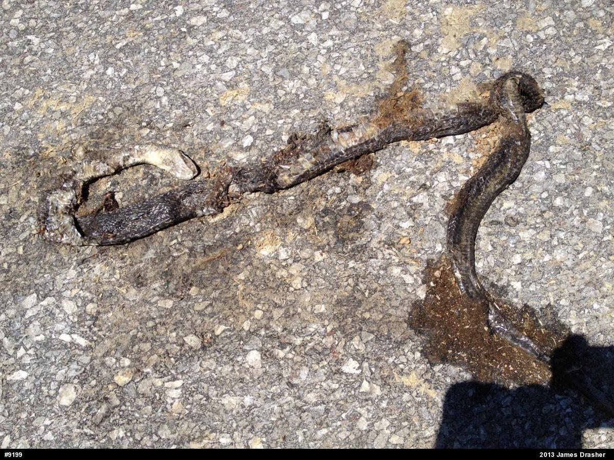 Eastern Ratsnake