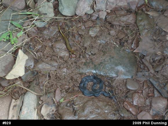 Northern Two-lined Salamander