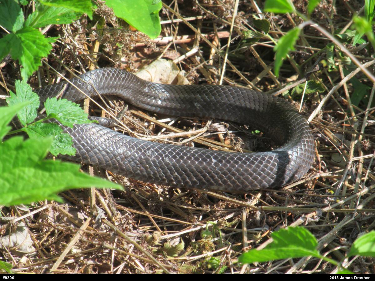 Eastern Ratsnake