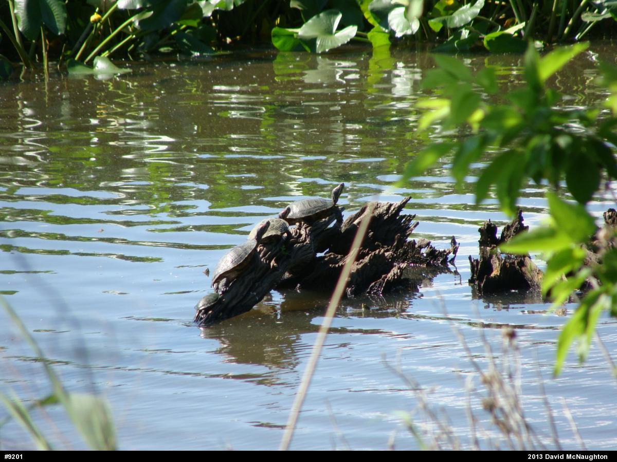 Red-eared Slider