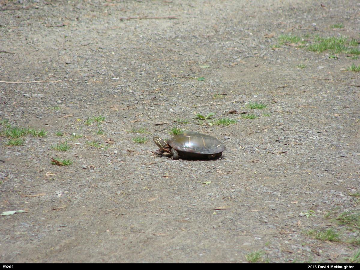 Eastern Painted Turtle