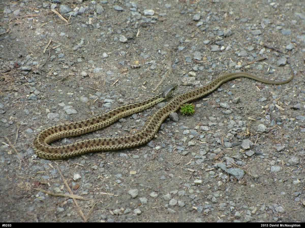 Eastern Gartersnake
