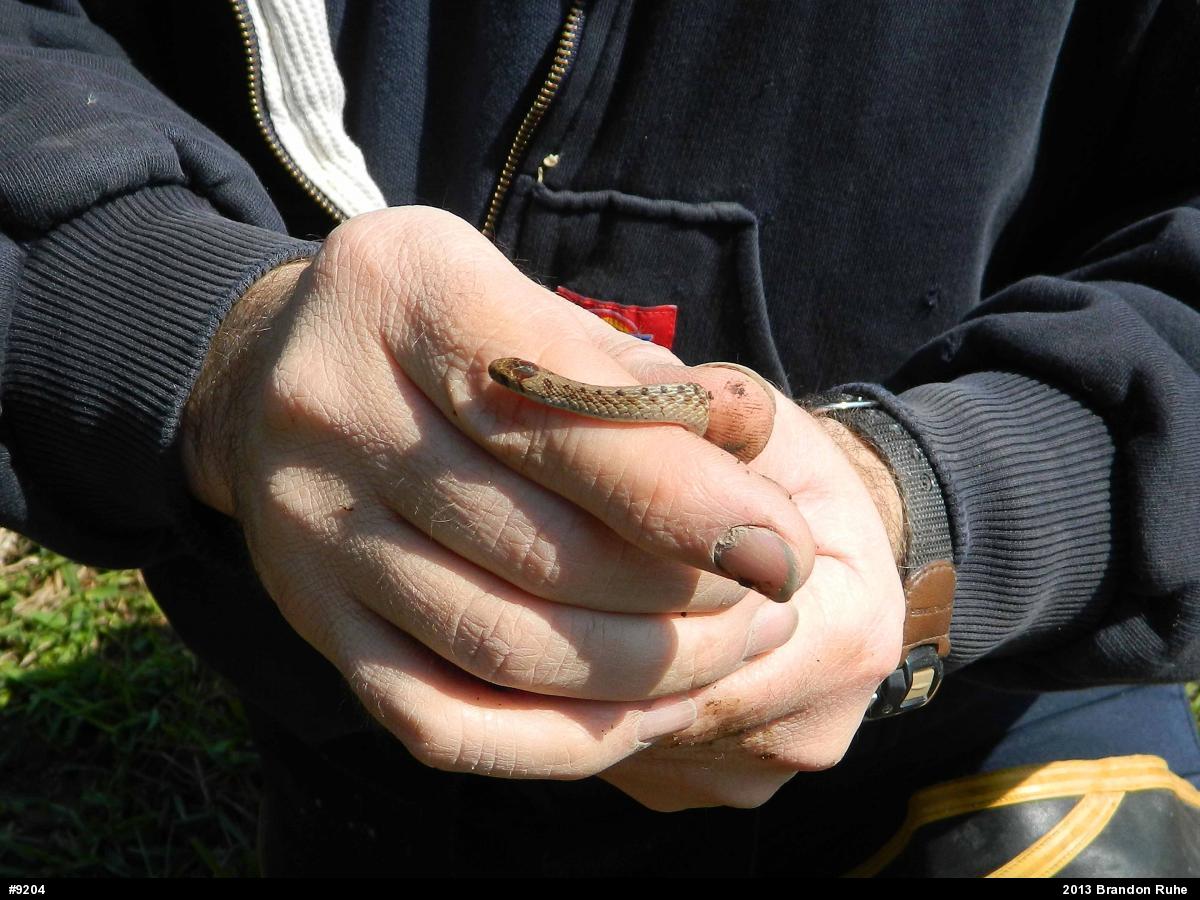 Dekay's Brownsnake