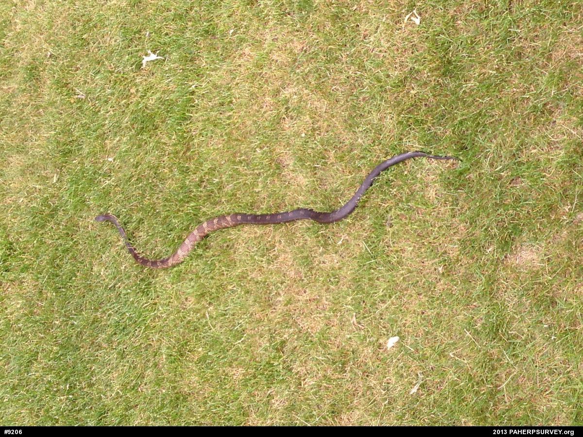 Eastern Ratsnake