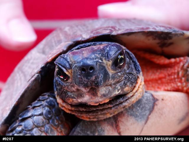 Wood Turtle