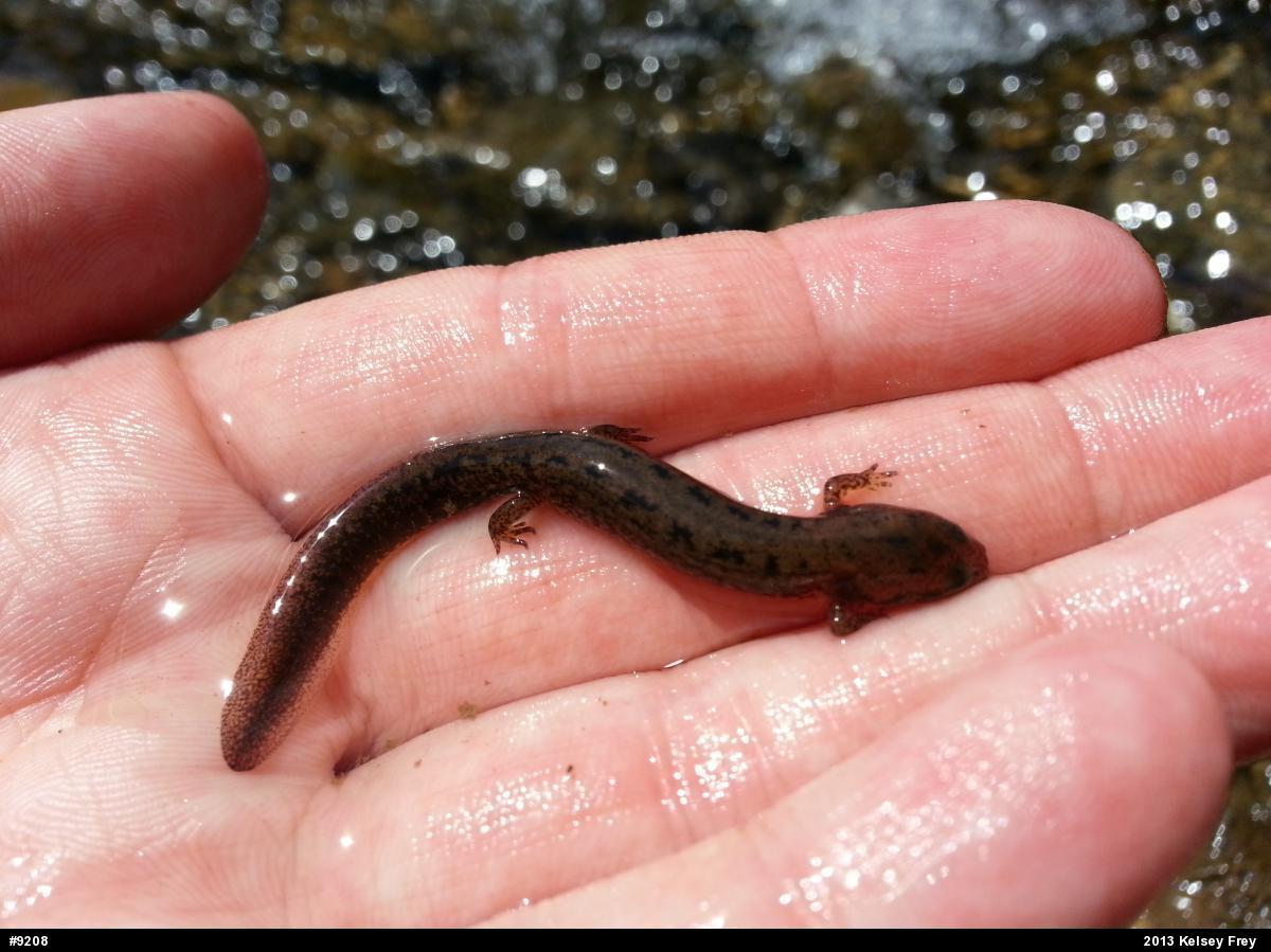 Northern Two-lined Salamander