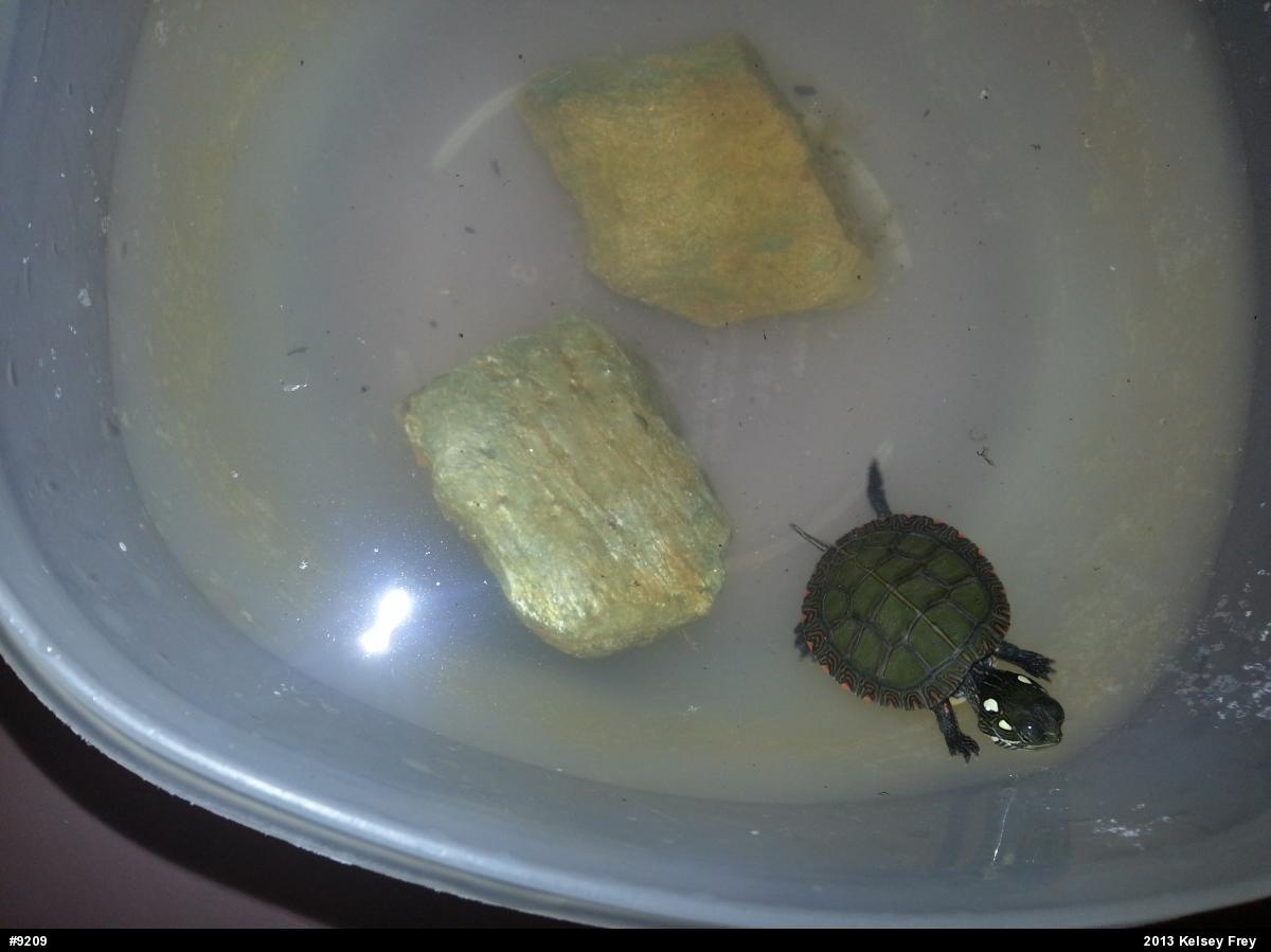 Painted Turtle