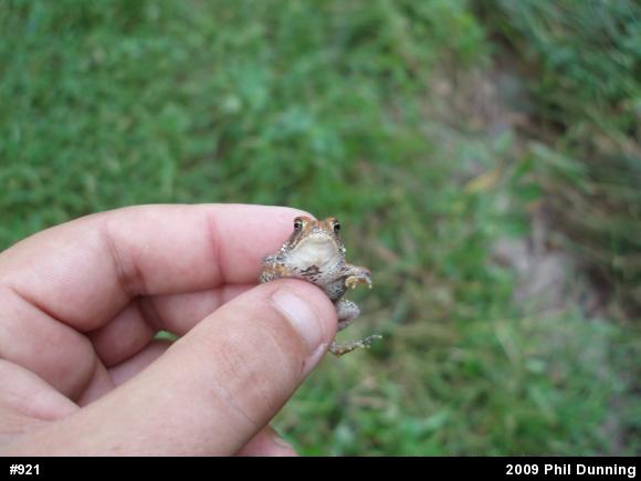 Eastern American Toad