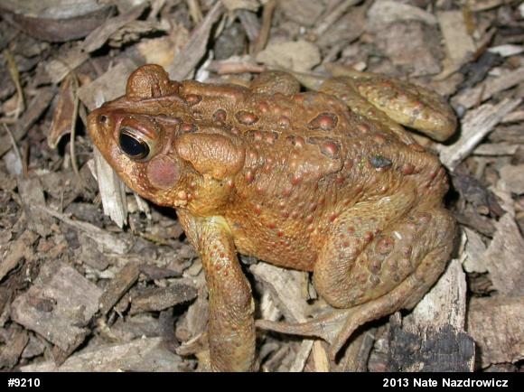 Eastern American Toad